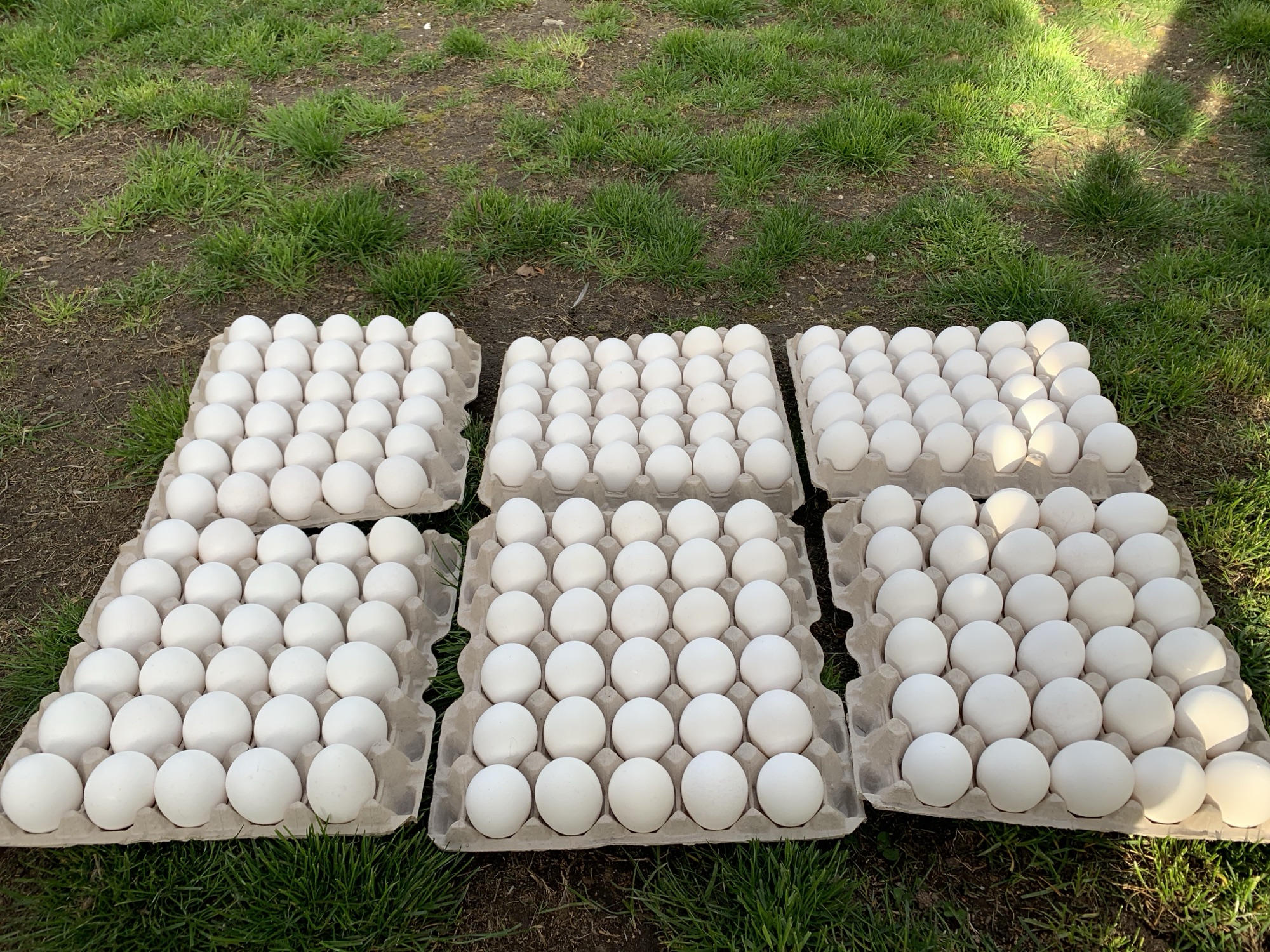 Photograph from the original interview: April 20: Buying 180 eggs for $20.